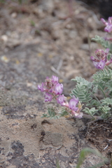 Astragalus andersonii