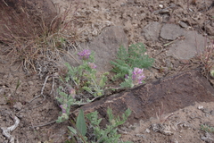 Astragalus andersonii