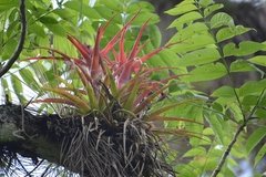 Tillandsia capitata