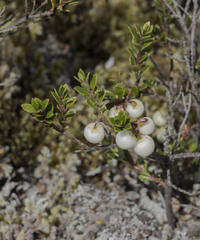 Gaultheria poeppigii