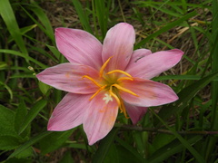Zephyranthes rosea