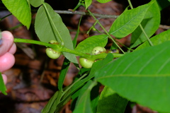 Phylloxera caryaecaulis