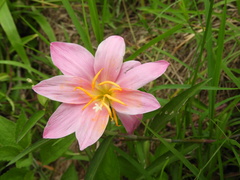Zephyranthes rosea