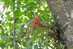 Tillandsia capitata
