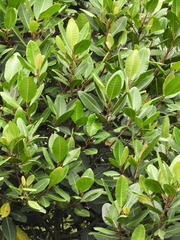 Ficus americana