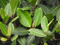 Ficus americana