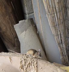 Peromyscus californicus