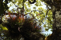 Tillandsia tricolor