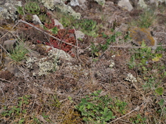 Poa bulbosa vivipara