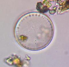 Stephanodiscus niagarae