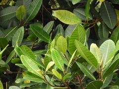 Ficus americana