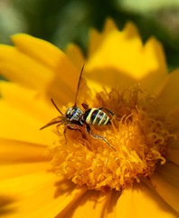 Nomada texana