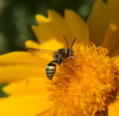 Nomada texana