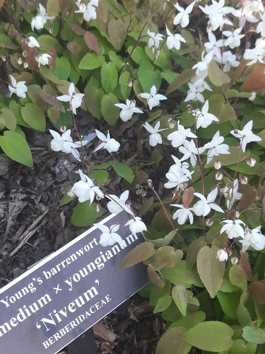 Epimedium × youngianum iNat (3)