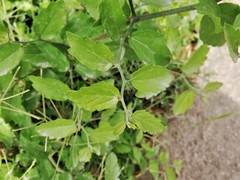 Rhamnaceae