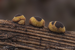 Perichaena dictyonema