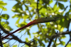 Tillandsia tricolor