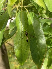 Ctenophora flaveolata
