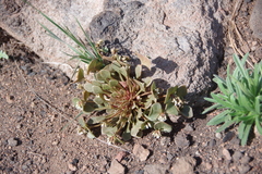 Claytonia rubra rubra