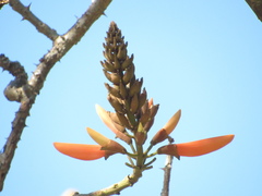 Erythrina × fluminensis
