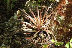 Tillandsia tricolor