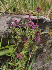 Fumaria officinalis officinalis
