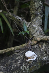 Oudemansiella australis