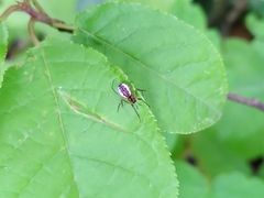 Neriene peltata