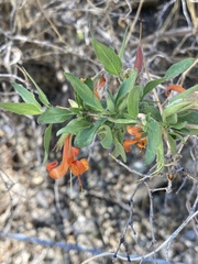 Anisacanthus thurberi