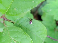 Neriene peltata
