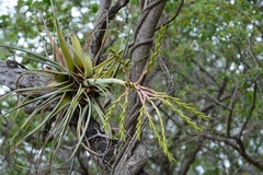 Tillandsia elusiva