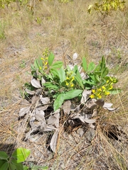 Baptisia cinerea