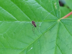 Neriene peltata