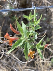 Anisacanthus thurberi