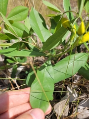 Baptisia cinerea