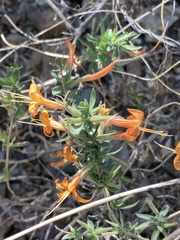 Anisacanthus thurberi