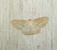 Poecilasthena pulchraria