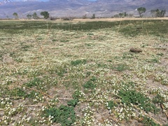 Plagiobothrys parishii