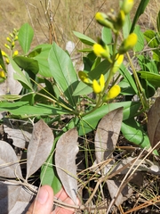 Baptisia cinerea