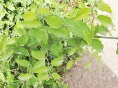 Rhamnaceae