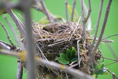 Curruca communis