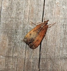 Eudonia asterisca