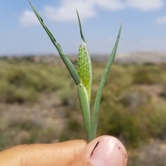 Phalaris minor