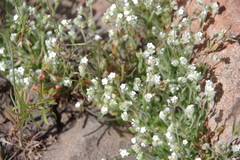 Plagiobothrys tenellus