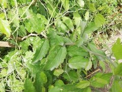 Rhamnaceae