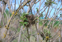 Curruca communis