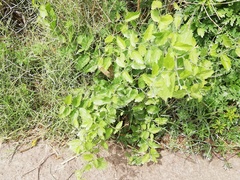 Rhamnaceae