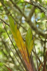 Tillandsia rhomboidea