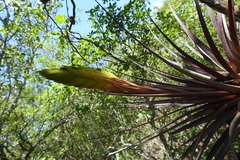 Tillandsia rhomboidea