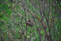 Curruca communis